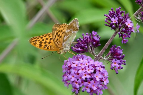 Silver-washed Fritillary (Argynnis paphia) butterfly Feeding on Purple Buddleia Flower with Soft