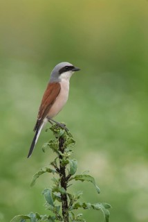 Lanius Collurio, red-backed shrike, redback shrike, birds, passeri, songbirds, songbirds, birds,