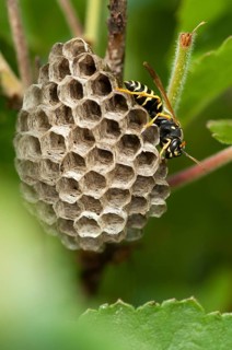 Eumenidae, hymenoptera, polistes nimpha, heath paper wasp, hymenoptera, polistes nimpha, solitary