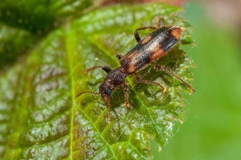 Furry checkered beetle, Opilo mollis, beautiful beetle, beetle, coleoptera, insects, beetles