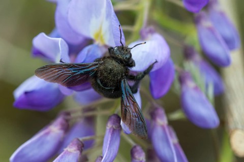 Apidae, bees, blue wood bee, large wood bee, hymenoptera, violet-winged wood bee, xylocopa