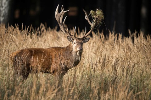 Artiodactyla, Cervus Elaphus, even-toed ungulate, cloven-hoofed, red deer, red deer, rotting, deer,