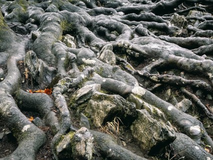 Branched beech roots dig into the soil, Sauerland, North Rhine-Westphalia, Germany