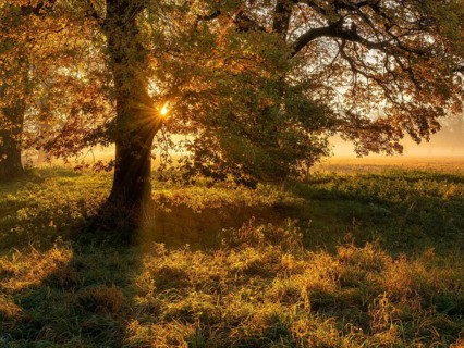 Morning atmosphere in the flower ground in autumn, old oak trees in meadow with morning fog at