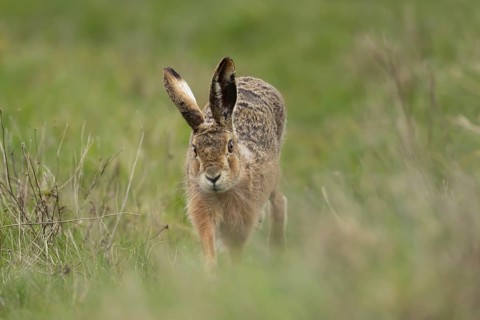 European brown hare (Lepus europaeus) adult animal running in grassland, England, United Kingdom