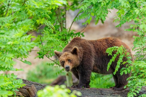 A female brown bear (Ursus arctos arctos) stands on a tree trunk in dense vegetation in hilly