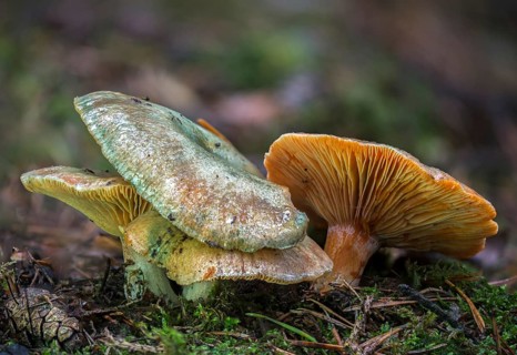 Spruce blood irritant, spruce irritant, lactarius deterrimus, coniferous forest stimulant, false