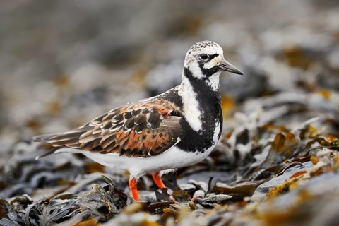 Turnstone (Arenaria interpres), North Holland, Netherlands