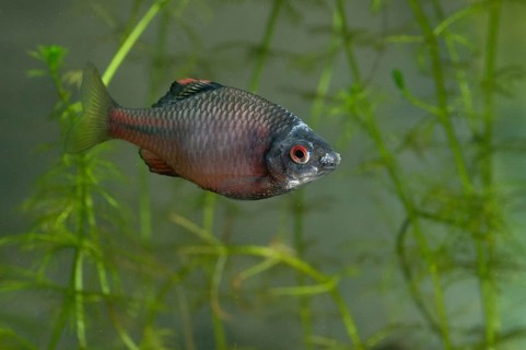 Bitterling, Rhodeus Amarus, Rhodeus Sericeus Amarus, Pisces, Fishes, Pisces