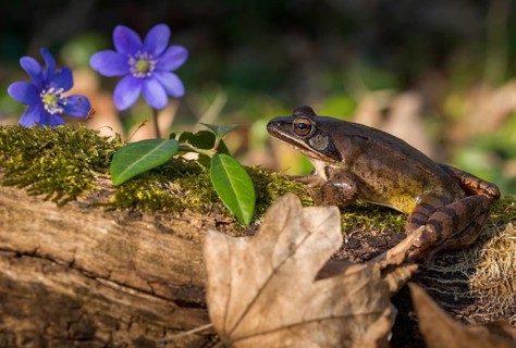 Agile frog, common hepatica, buttercup family, hepatica nobilis, liverwort, rana dalmatina,