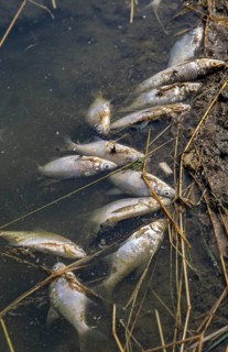 Death, fish death, high size, portrait format, disaster, dead, environment, environmental damage,