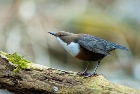 Cinclus cinclus, dippers, dippers, courtship behavior, birds, courtship display, female, passeri,
