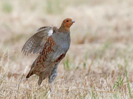 Partridge (Perdix perdix), a cock stretching out on a mown meadow, Solms, Hesse, Germany