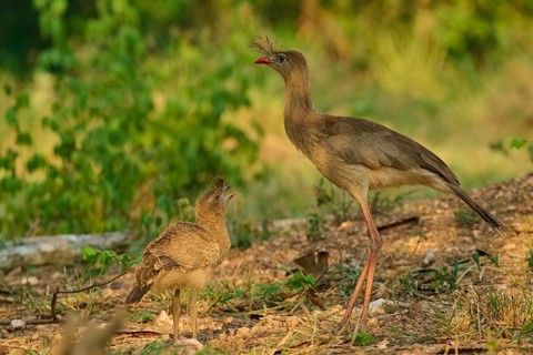 A large bird and a chick stand together, surrounded by greenery: a red-footed cariama (Cariama