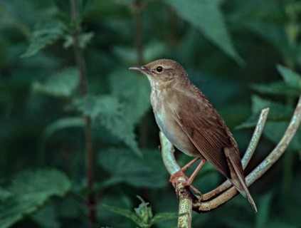Locustella fluviatilis, river warbler, swirl, birds, passeri, songbirds, birds