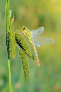 Emperor dragonfly (Anax imperator), newly hatched male, North Rhine-Westphalia, Germany