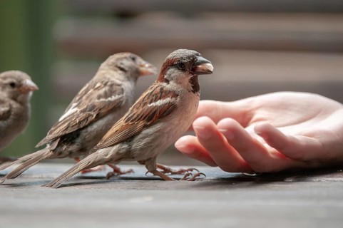 House sparrow, house sparrow, passerine domesticus, sparrow, birds, feeding, male, passeri,