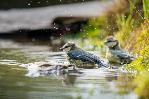 Blue tit, parus caeruleus, bath, bathe, bird bath, birds, tits, passeri, songbirds, tits, drinking