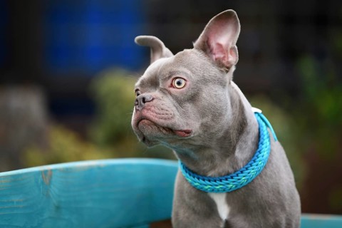 Portrait of healthy lilac brindle French Bulldog with long snout and improved breathing anatomy