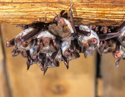 Greater mouse-eared bat, mouse-ear, myotis myotis, bats, chiroptera, ffh, bats, mammals, mammals,