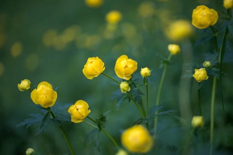 Budabin seed, buttercup, butter ball, butterrose, globe flower, goldhead, buttercup, ball
