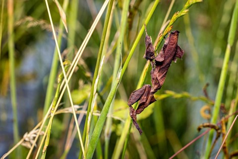A brown insect camouflaged amongst green reeds in natural light: a ghost mantis in a meadow near