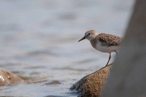 Calidris temminckii, temminck's stint, temminck sandpipers, birds, charadriiformes, limikolen,