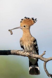 Hoopoe (Upupa epops), perched on a branch with food in its beak, Lower Austria, Austria