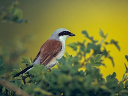 Lanius Collurio, red-backed shrike, redback shrike, birds, male, passeri, songbirds, songbirds,