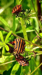 Close-up: red-and-black-striped leafhoppers (Graphosoma italicum) crawling on green leaves,