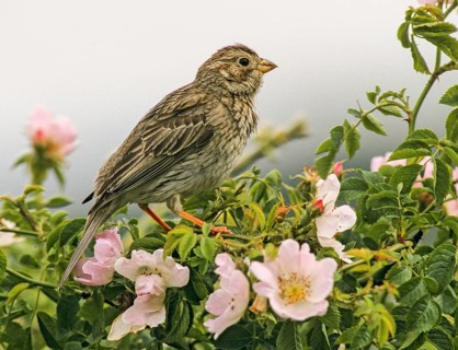 Corn Bunting, Emberiza Calandra, Grizzly Bunting, Miliaria Calandra, Birds, Leo, Male, Passeri,