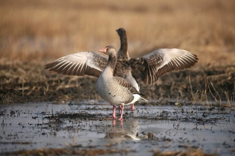 Greylag goose (Anser anser) adult birds on a flooded field, Allgäu, Bavaria, Germany