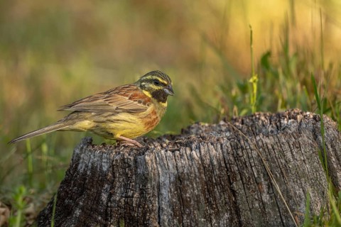 Male Cirl Bunting (Emberiza cirlus) Cirl Bunting perches on a stump. Green grass surrounds it. Sun