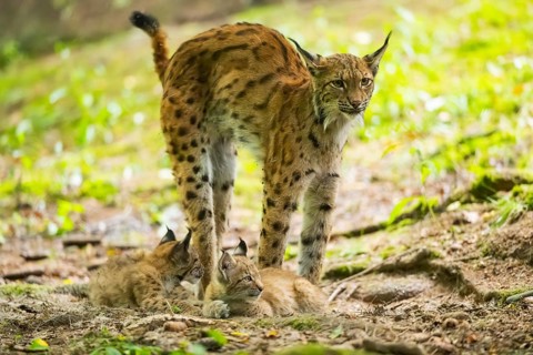 Eurasian lynx (Lynx lynx) mother with her youngsters (cubs) in a forest, Bavaria, Germany