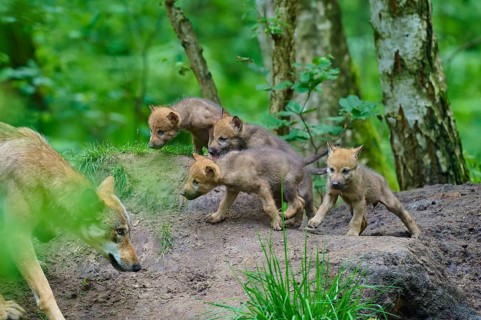 Wolf cubs playing on the ground in a green forest, wolf (Canis lupus), Germany