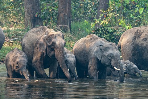 Wild elephant herd with young animals at watering hole, Asian elephant, Elephas maximus, Bardia