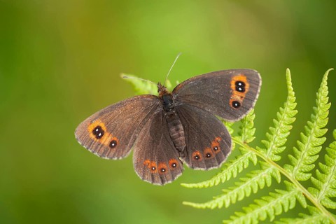 Scots argus butterfly (Erebia aethiops) adult insect on a bracken leaf in summer, Scotland, United