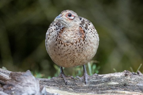 Pheasant (Phasianus colchicus) wbl Hungary#