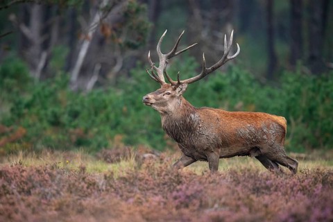 Red deer (Cervus elaphus), rut, Hoenderloo, Gelderland, Netherlands