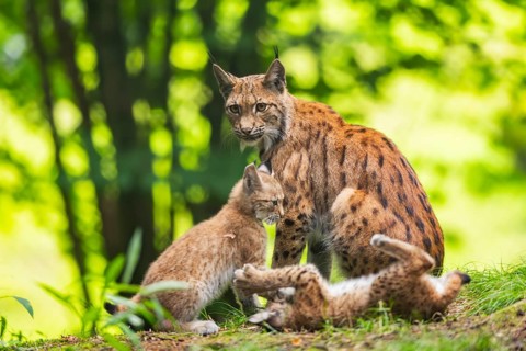 Eurasian lynx (Lynx lynx) mother with her youngsters (cubs) in a forest, Bavaria, Germany