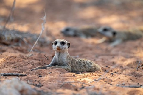 Reclining meerkat (Suricatta suricata), Kgalagadi Transfrontier Park, Northern Cape, South Africa
