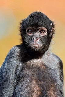 Colombian spider monkey (Ateles fusciceps rufiventris, Ateles fusciceps robustus), portrait,