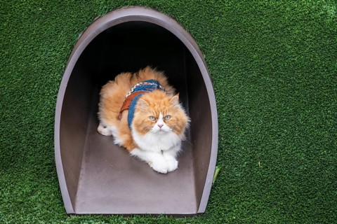 Persian cat, Bangkok, Thailand