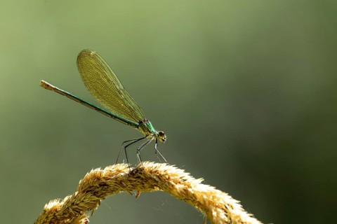 Close-up of a dragonfly with green wings on a plant against a blurred background, Banded demoiselle