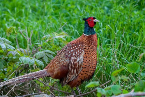 Pheasant, hunting pheasant, phasianus colchicus, pheasant, Sweden, birds, chickens, galliformes,