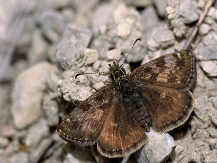Dingy skipper, dark-headed butterfly, insects, butterflies, insects, butterflies, butterflies,