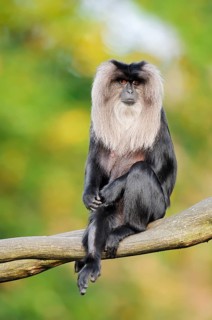Lion-tailed Macaque or Wanderu (Macaca silenus), female sitting on a branch, in captivity, native
