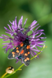 Acorn ram, common blood droplet, six-spot ram, six-spot burnet, zygaena filipendulae, blood