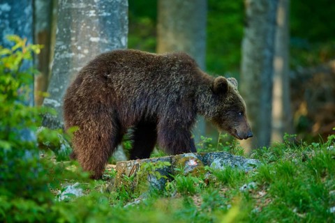 Brown bear in the forest, surrounded by green vegetation and trees, European brown bear (Ursus