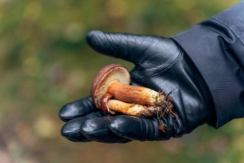 Mans hand in black glove holding freshly foraged birch bolete (Leccinum scabrum) mushroom with